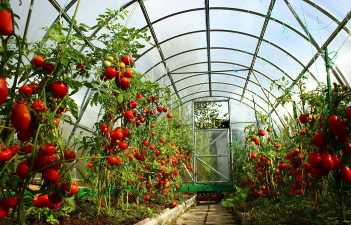 Растущие в теплице помидоры