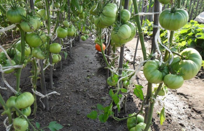Растущие зеленые помидоры