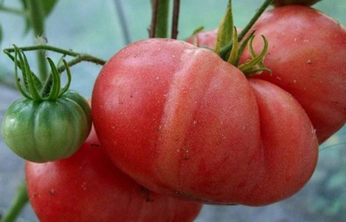 Крупные помидоры на ветке