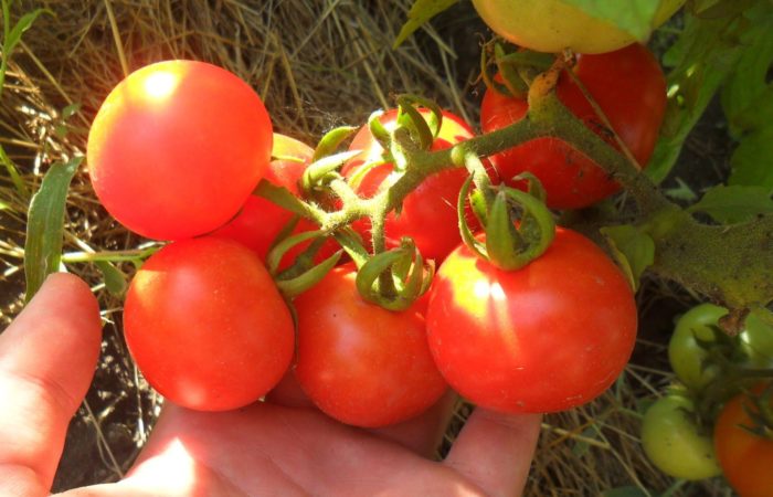 Несколько помидоров на ветке