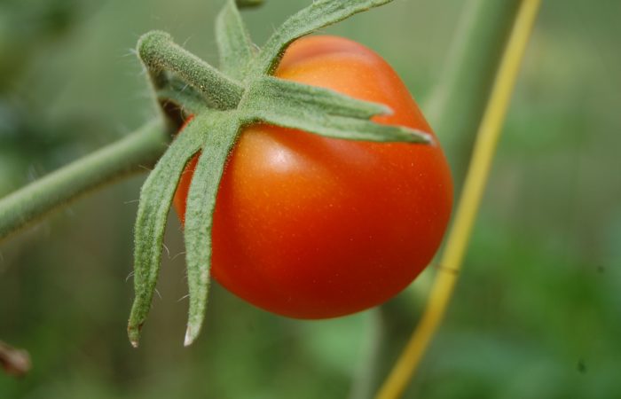 Один томат
