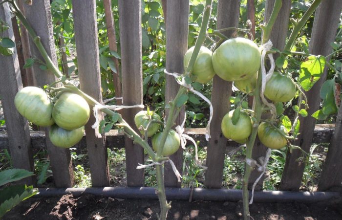 Зеленые подвязанные томаты