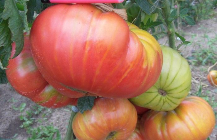 Несколько томатов Загадка природы
