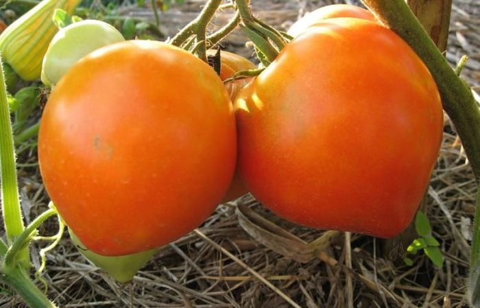 Недозревшие помидоры