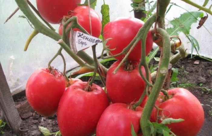 Растущий сорт томатов Конигсберг