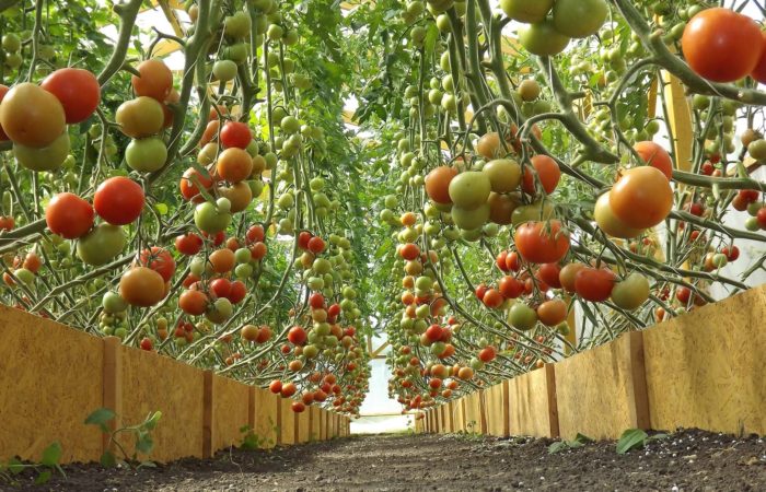 bezrassadnoe vyraschivanie tomatov 1