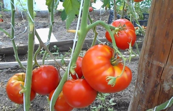 bezrassadnye tomaty 1