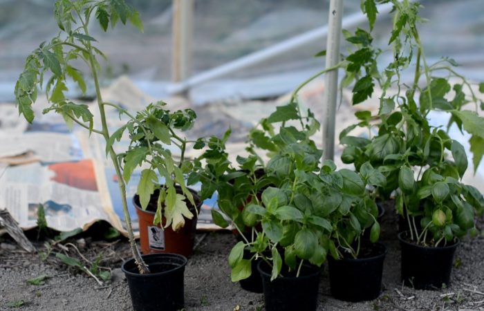Как выращивать томаты в теплице по методу галины кизимы?