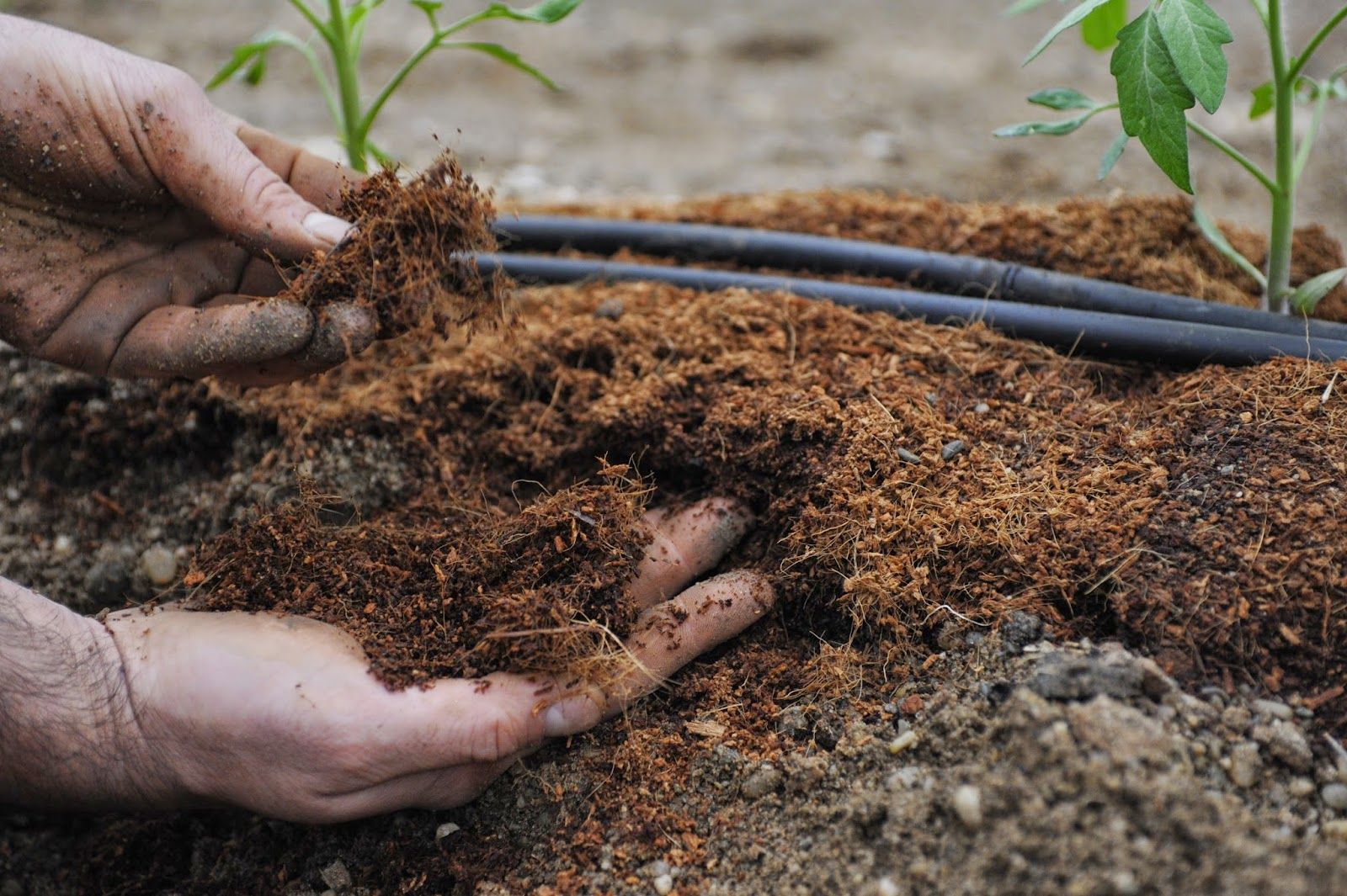 Как правильно подготовить почву для выращивания рассады