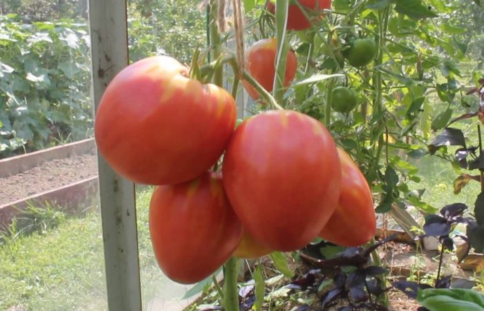 Красные помидоры сорта Батяня