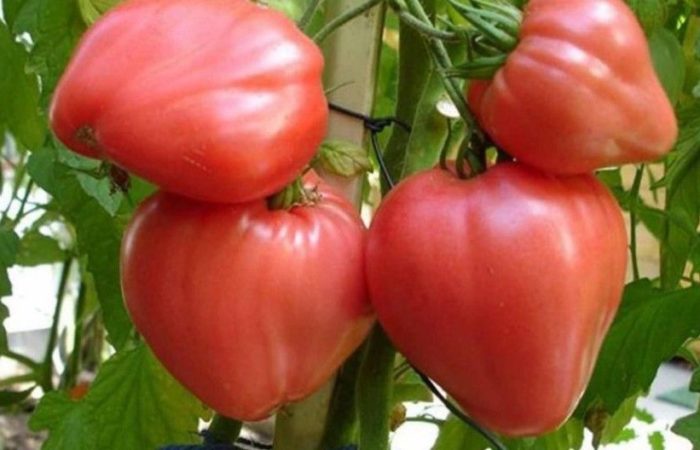 Четыре помидора сорта Сахарный бизон