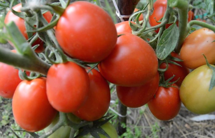 Ветки томатов Алсу