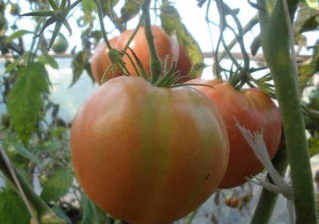 Недоспелые помидоры Алсу на ветках