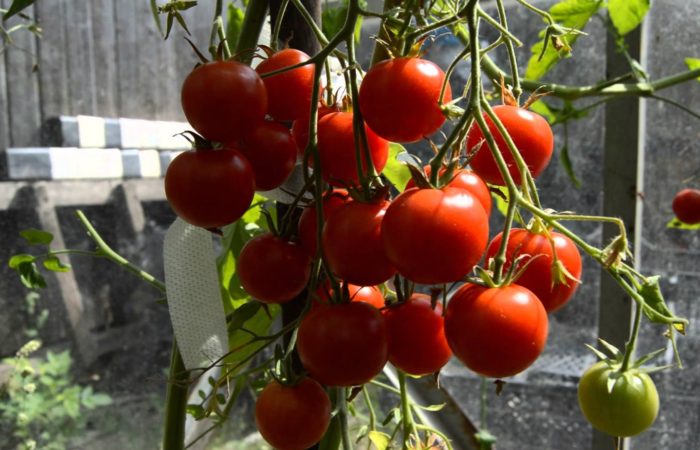 posadka tomatov po metodu Mitlaydera 4