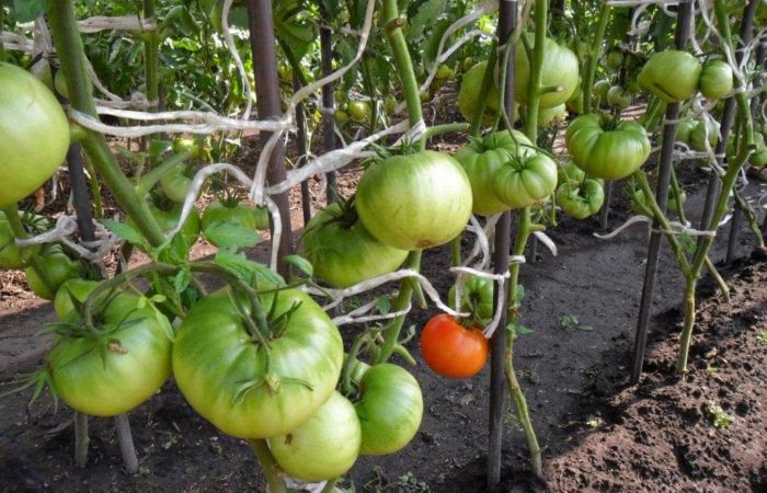 Подвязанные кусты томатов