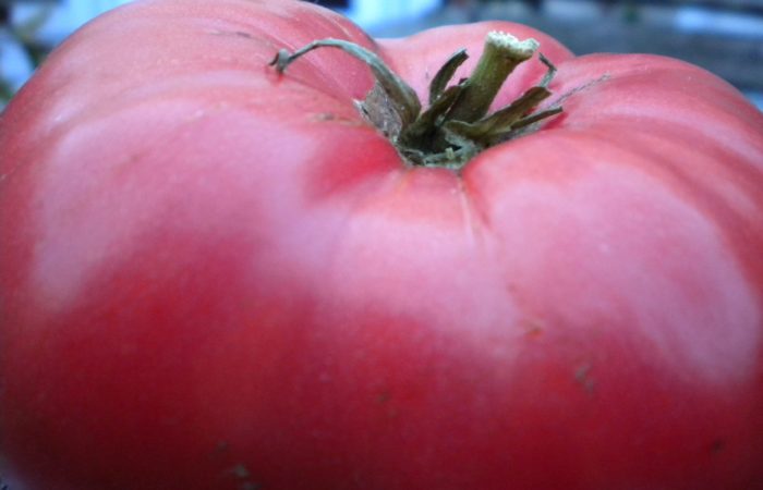 Один помидор Бычий лоб