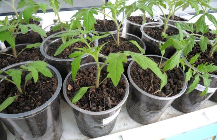 vyraschivanie rassady tomatov kitayskim sposobom 2