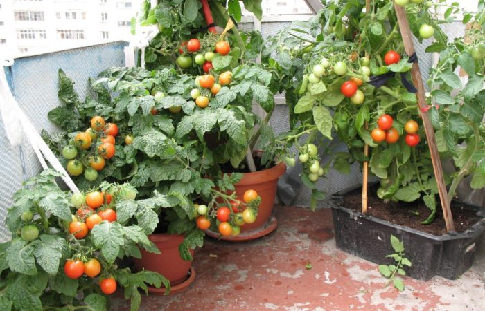 vyraschivanie rassady tomatov kitayskim sposobom 3