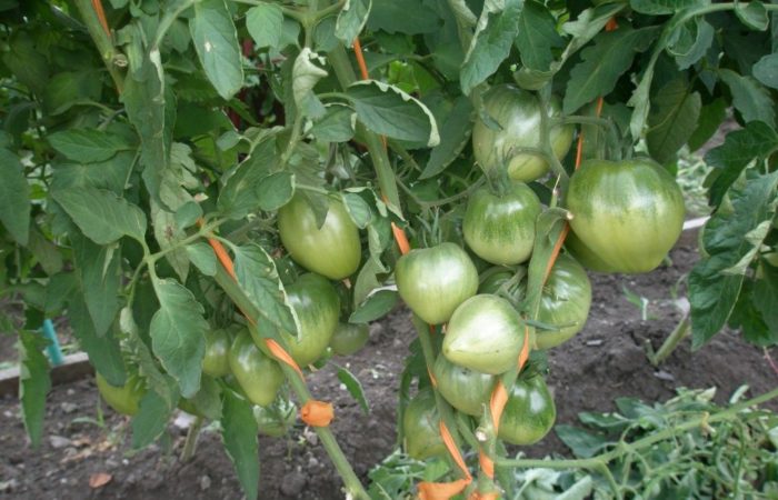 Зеленые помидоры Батяня