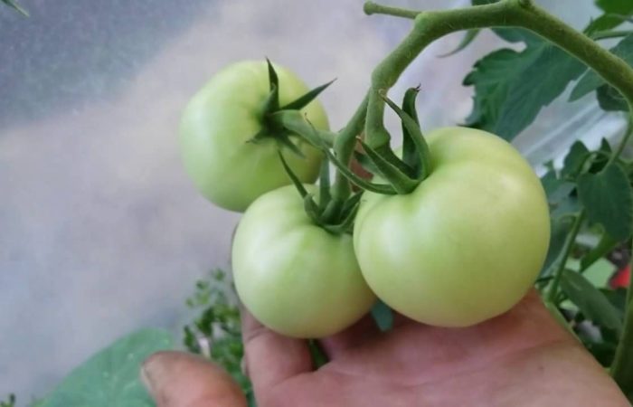 Три зеленых помидора на ветке