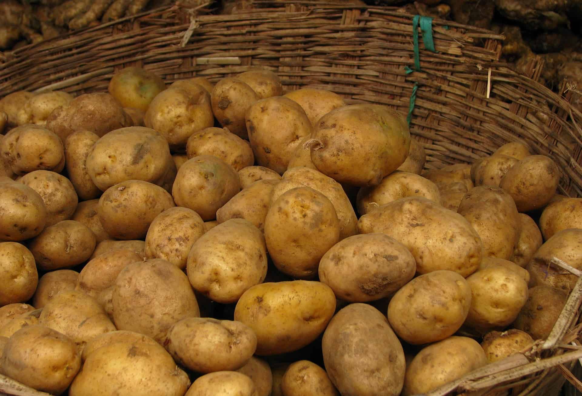 Почему посадка картофеля голландским способом популярна: схема выращиванияи технология сбора урожая