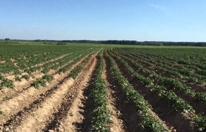 Почему посадка картофеля голландским способом популярна: схема выращиванияи технология сбора урожая