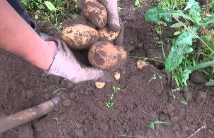 Вскапывание картофеля руками