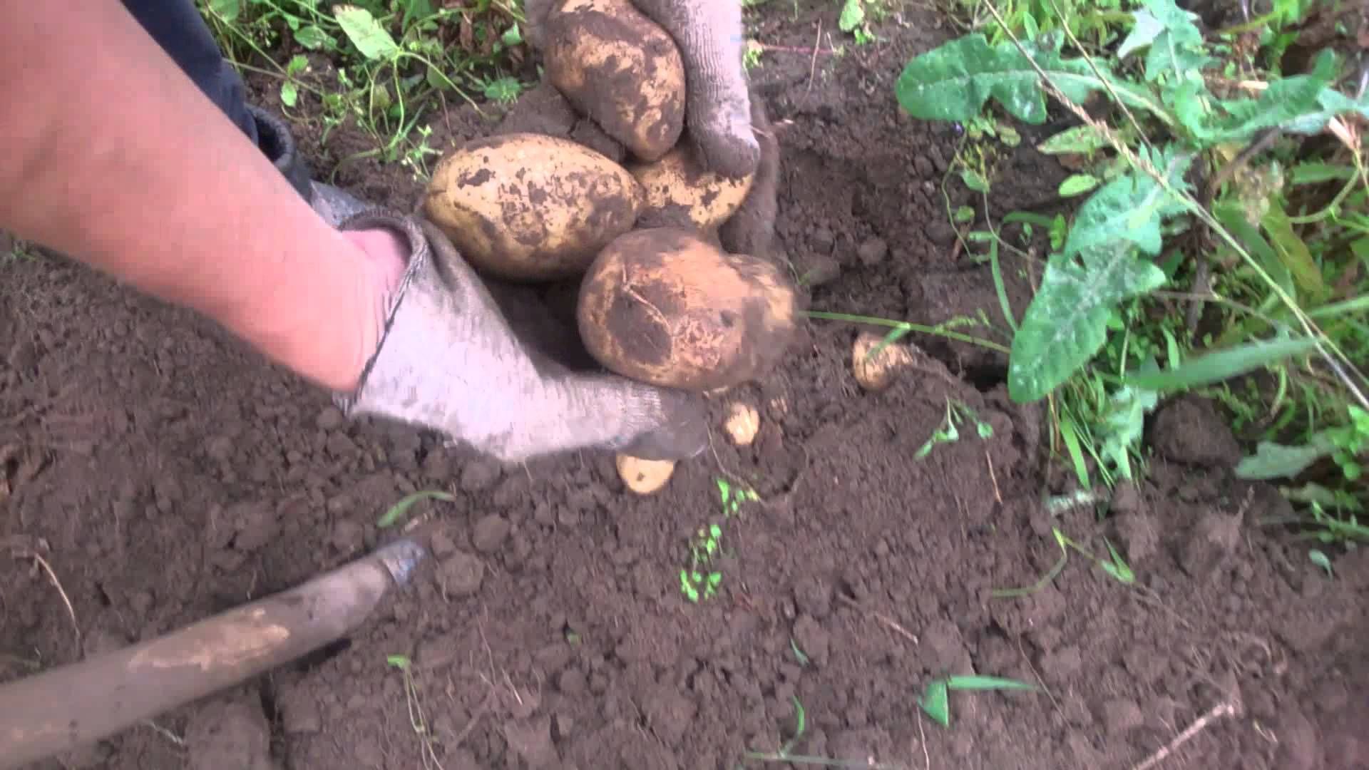Копаем картофель в огороде