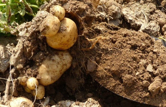 Картофельные клубни в земле
