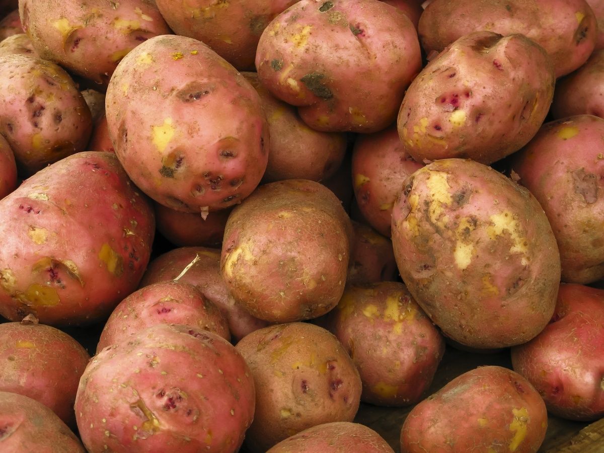 Картофель Ред Скарлет: характеристика и описание сорта, выращивание и уход