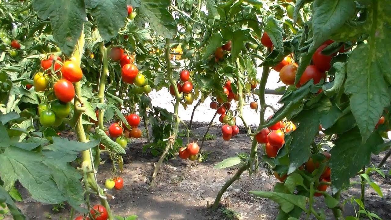 Расстояние между помидорами в теплице и открытом грунте