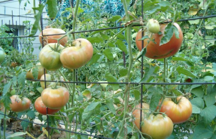 Полузрелые помидоры на ветках