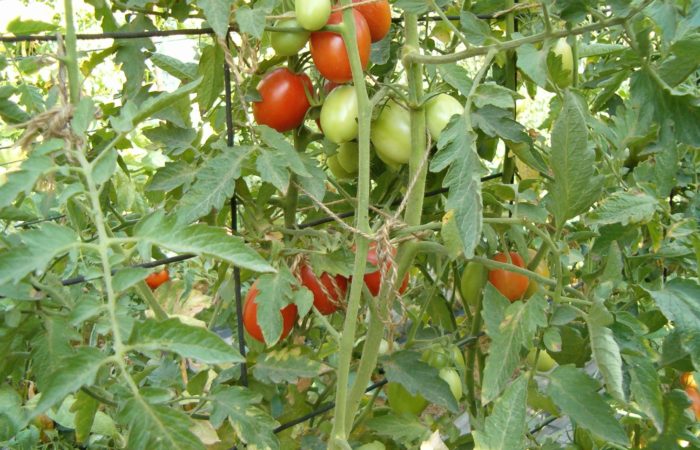 Подвязанные кусты томатов