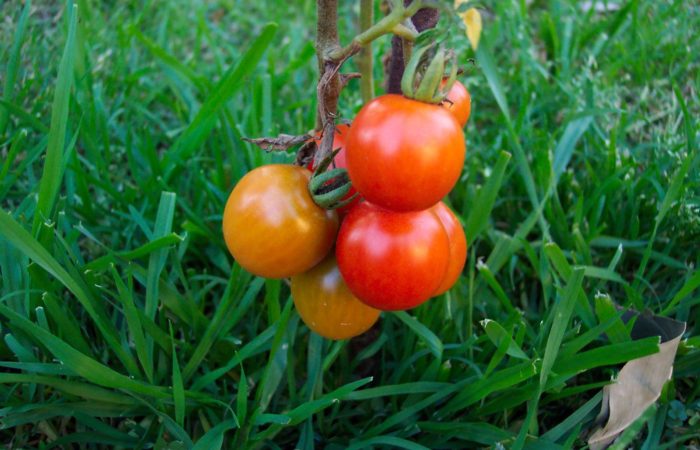 Желтые и красные помидоры на ветке