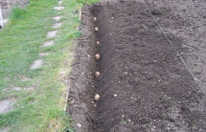 Клубни картофеля в почве