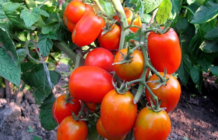 Сладкие сорта томатов