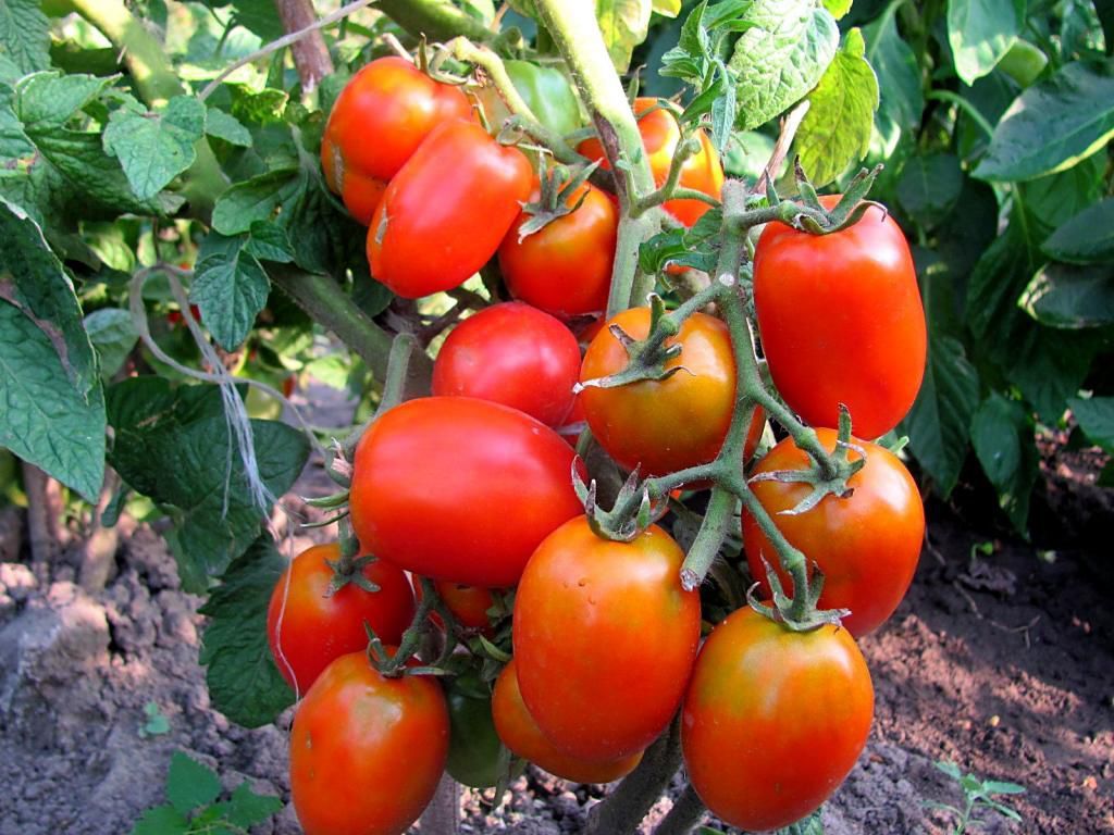 Семена помидоров сладких граптопеталум семена купить