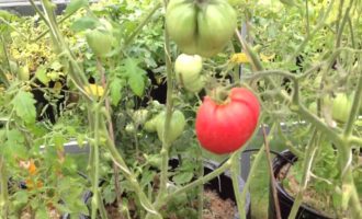 Растущие в ведрах зеленые и красные помидоры