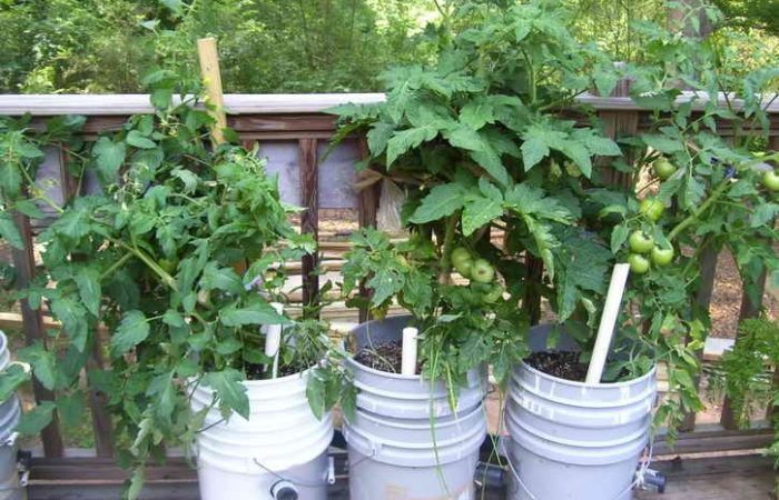 vyraschivanie tomatov v vedre 3