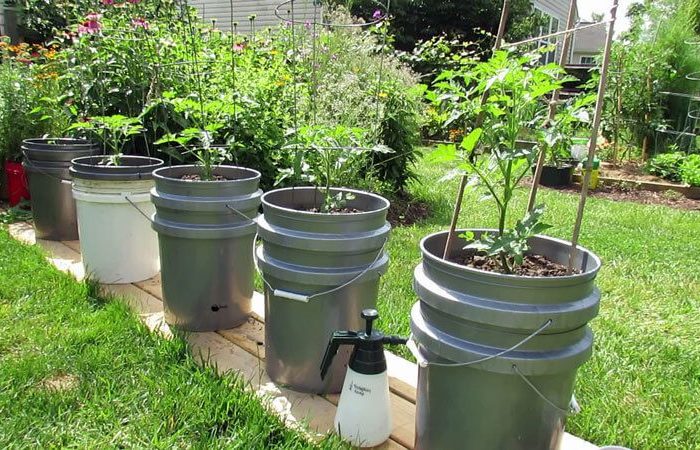 vyraschivanie tomatov v vedre 4