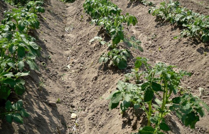 Неприхотливость и легкость плюс щедрый урожай: посадка картошки в гребни —эффективный способ ее выращивания — Фазенда