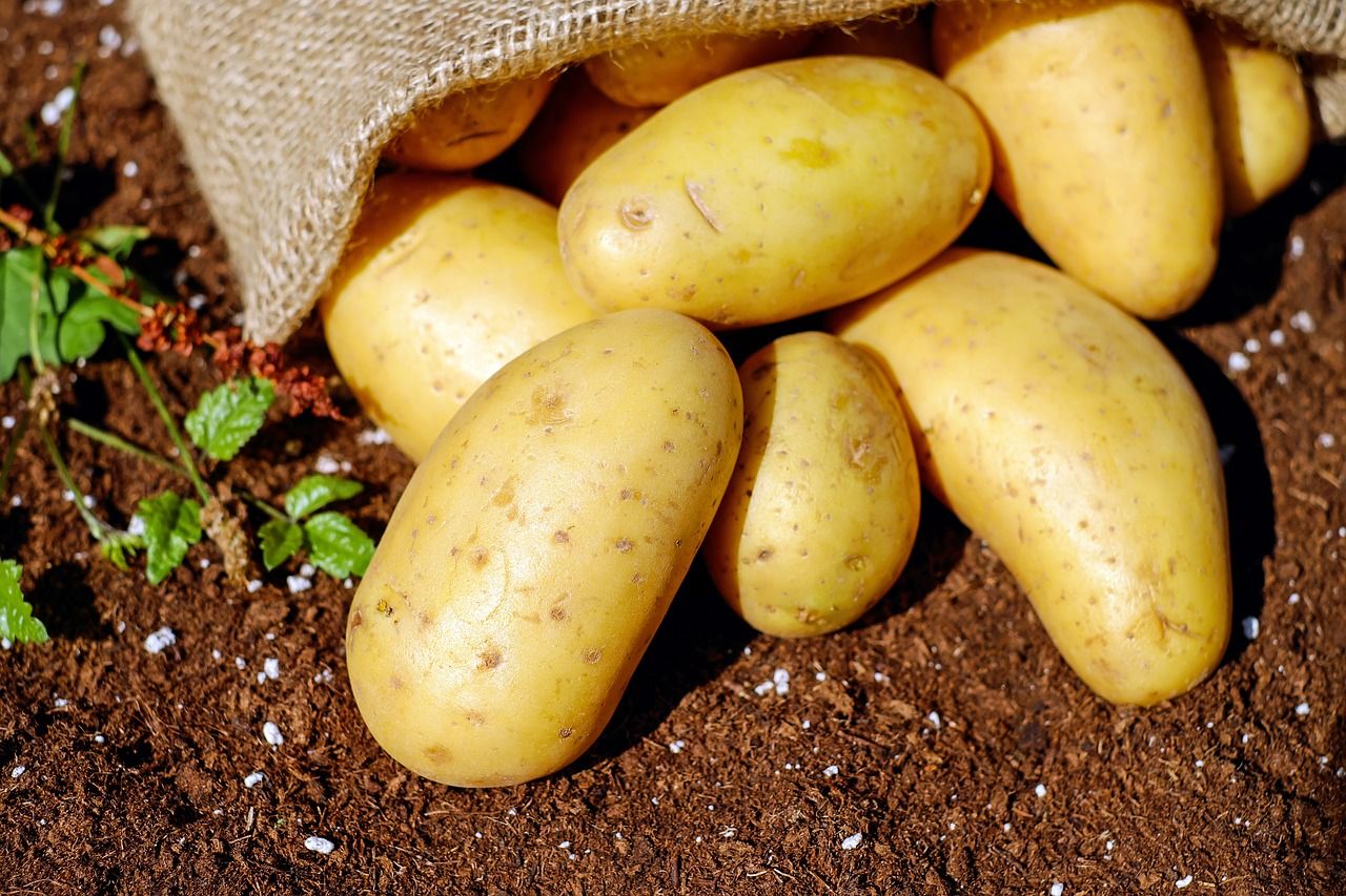 Чтобы не пропал урожай «второго хлеба» — советы по созданию оптимальной температуры для хранения картофеля