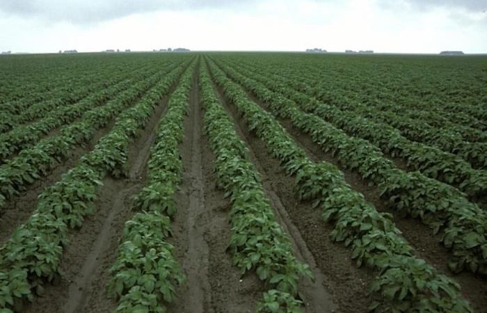 Неприхотливость и легкость плюс щедрый урожай: посадка картошки в гребни —эффективный способ ее выращивания — Фазенда