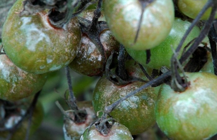 Заболевание фитофтора помидоров