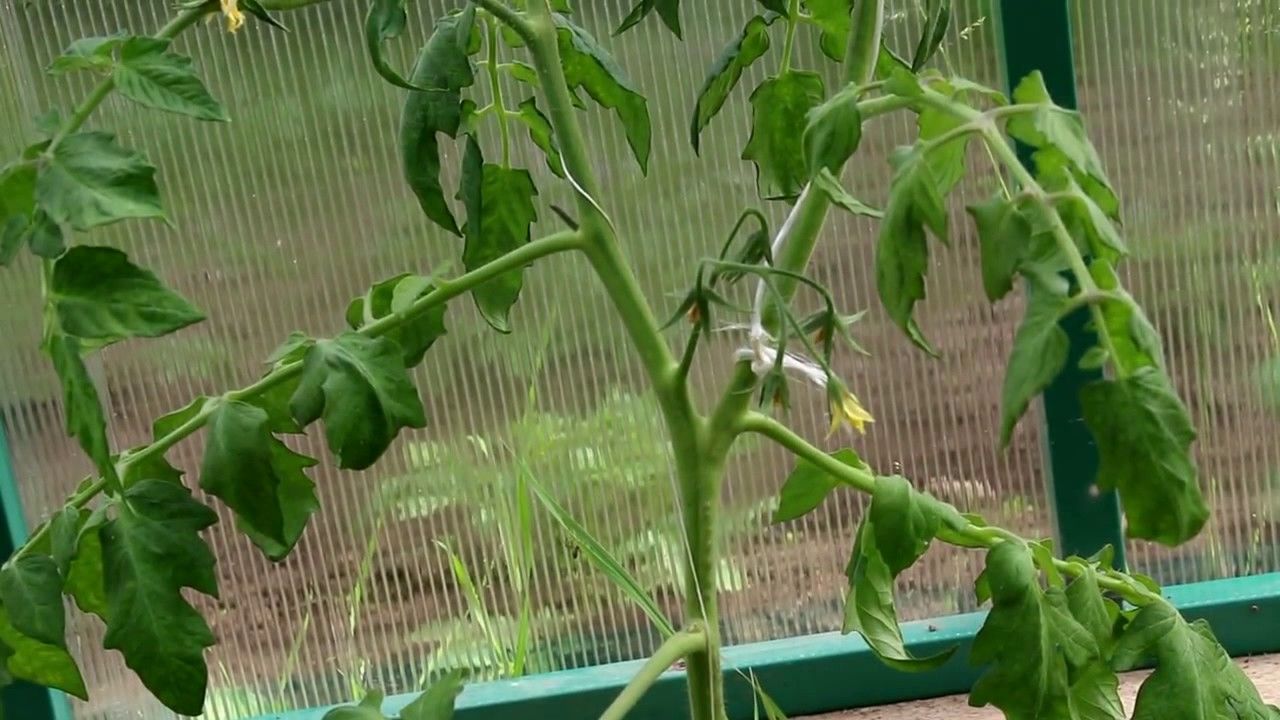 Формирование томатов в теплице в один стебель фото