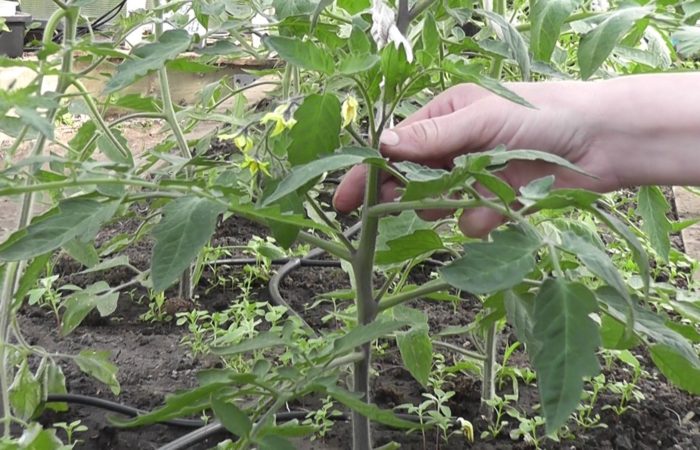 Процесс формирования стебля томатов