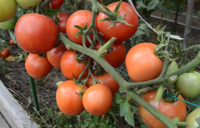Дозревающие растущие томаты Благовест