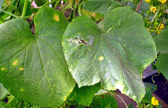 Инфекция на листьях огурца