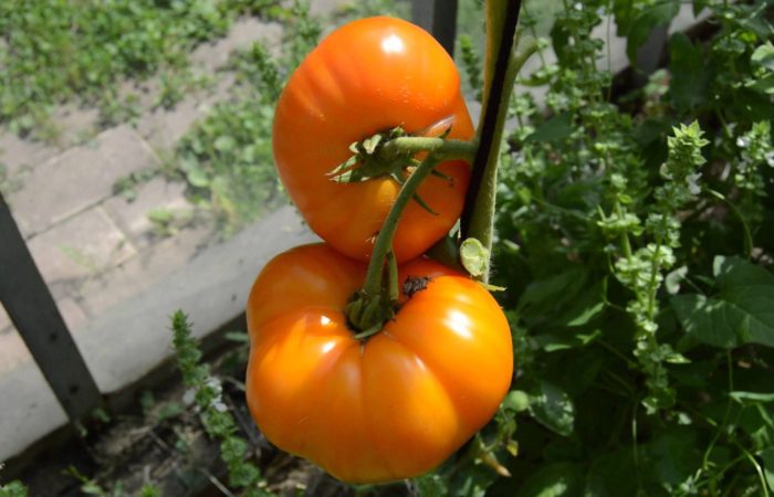 Pomidory v sevooborote 1