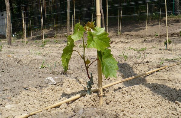 Преимущества и недостатки посадки винограда осенью